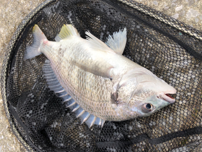 ランガンスタイル