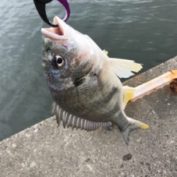 怒涛の3連チャン