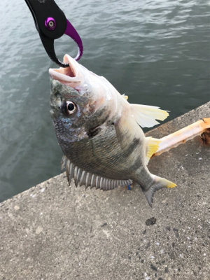 怒涛の3連チャン