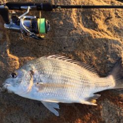 淀川ブリームゲーム 春の兆し