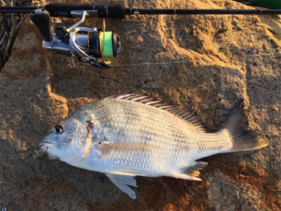 淀川ブリームゲーム 春の兆し