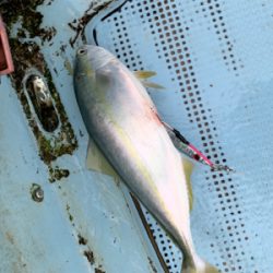 明石沖ジギング