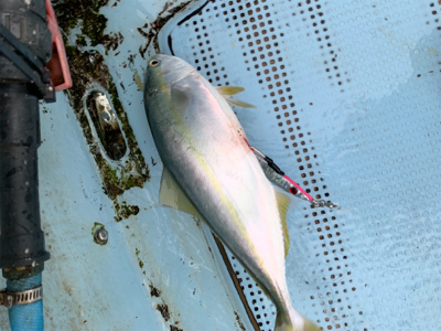 明石沖ジギング