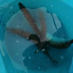 今日もサビキ！