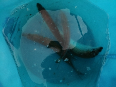 今日もサビキ！