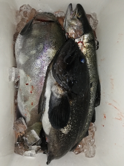 今年初の釣り堀