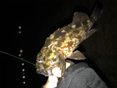 根魚の活性上がってます(^^)