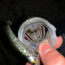 小さいけど2連発