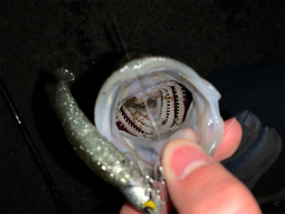 小さいけど2連発