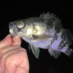 深夜のメバリング