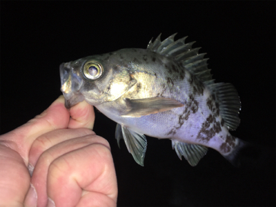 深夜のメバリング