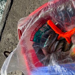 子鯵爆釣!たまに鰯。