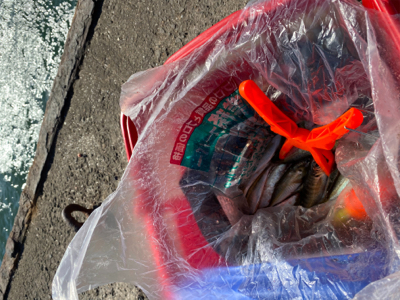 子鯵爆釣!たまに鰯。