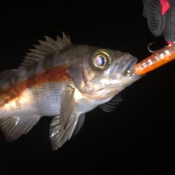 メバルプラッキング