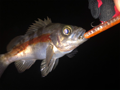 メバルプラッキング