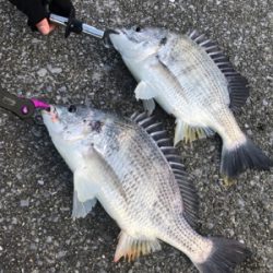 ダブルキャッチ