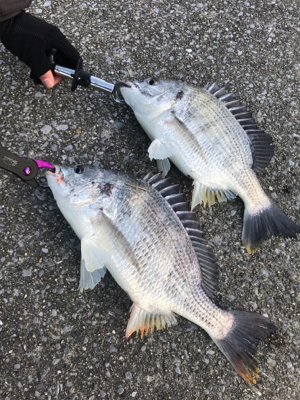 ダブルキャッチ