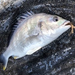 最高でしかないでしかし