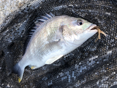 最高でしかないでしかし