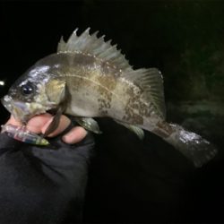 爆釣　アジプラッギング