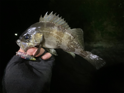 爆釣　アジプラッギング