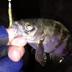 ナイトメバリング