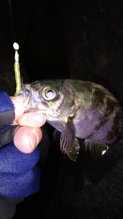 ナイトメバリング