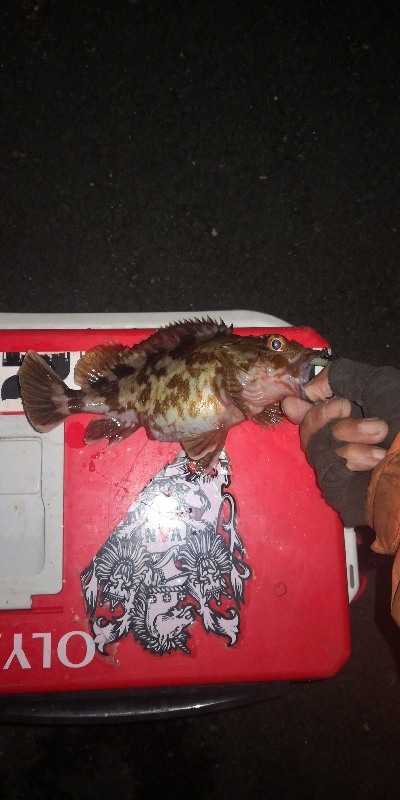 アジング 練習 118