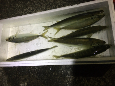 これこれ！これこそアジング！