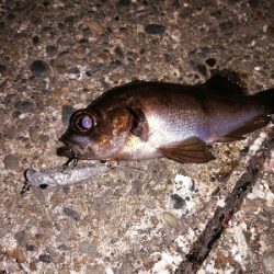 トゥイッチ強し