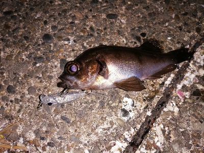 トゥイッチ強し