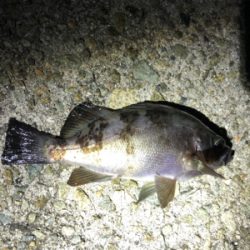 同じような釣果