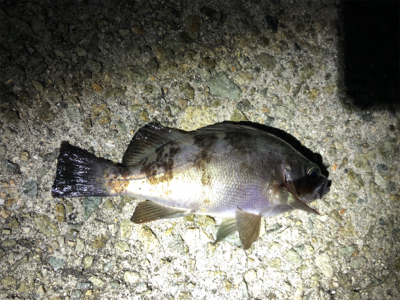 同じような釣果