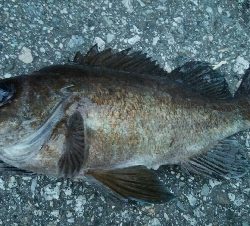 五目達成ならず・・・