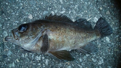 五目達成ならず・・・