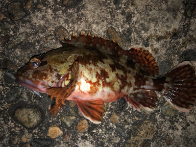 メバルのちヤリイカ