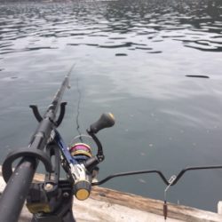 つりぴぃぽぉ釣果