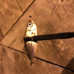 メバルを求めて⑦