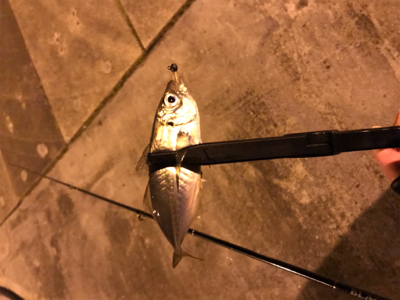 メバルを求めて⑦