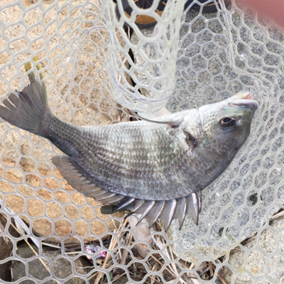 淀川ブリームゲーム