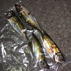 初めての小島養魚場！