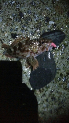 カサゴ2匹　めざせ！200pt！！