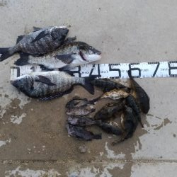 2/15釣果タチウオ1メートルありました!