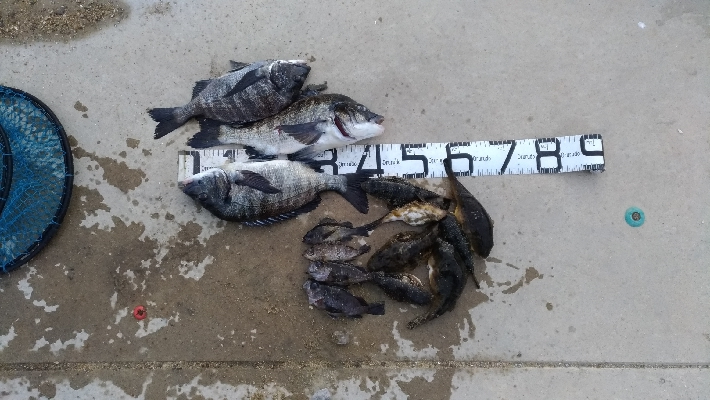 2/15釣果タチウオ1メートルありました!