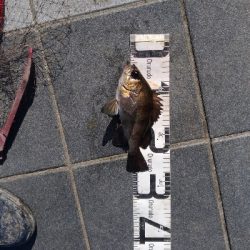 2/23釣果マリーナシティめちゃくちゃデカアジ釣れました！