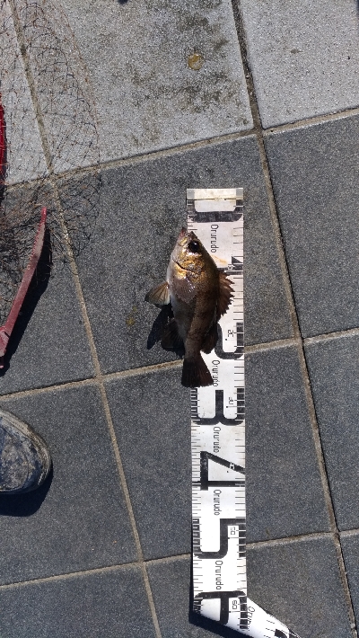 2/23釣果マリーナシティめちゃくちゃデカアジ釣れました！