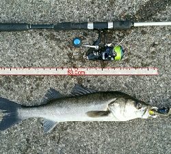 朝マズメに2キャッチ