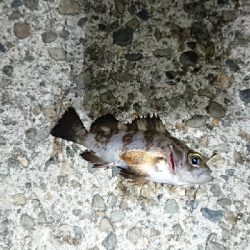 メバリングJH単体