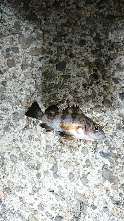 メバリングJH単体