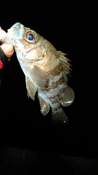 風裏メバリング